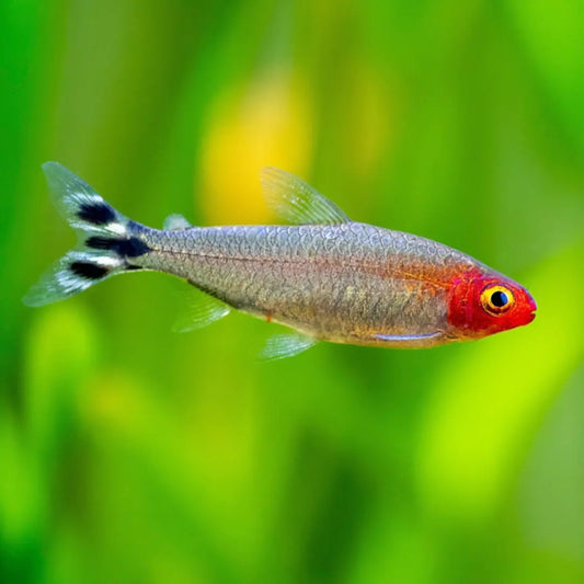 Rummy nose tetra Dee's Aqualife