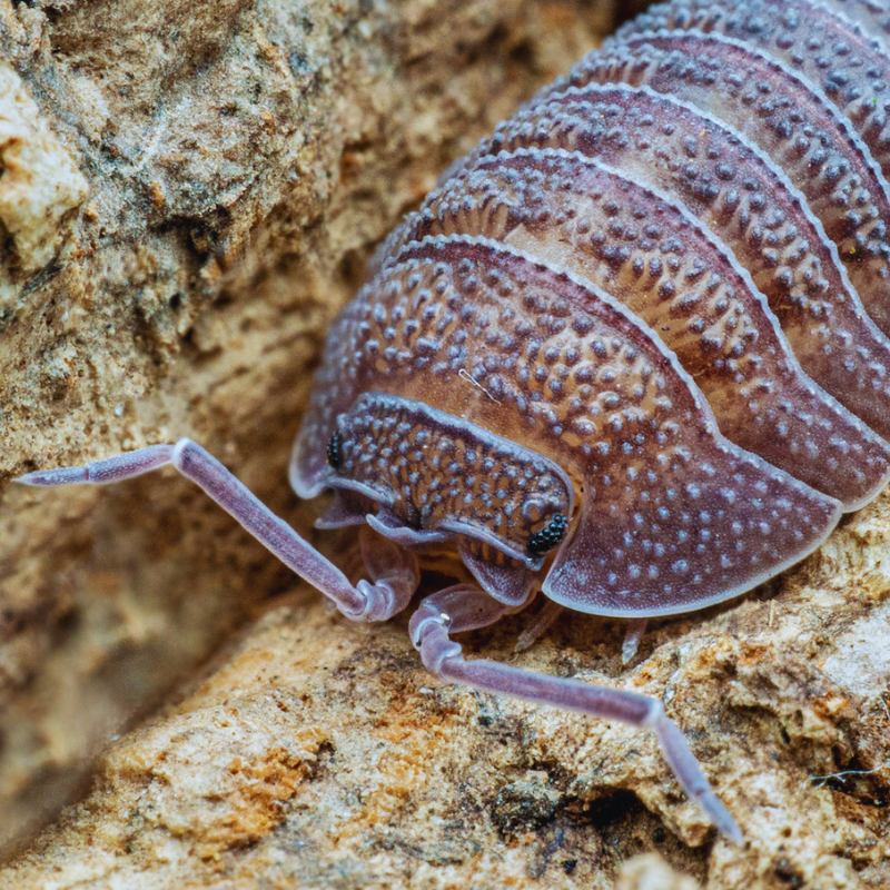 Armadillidium peraccae WetRootz