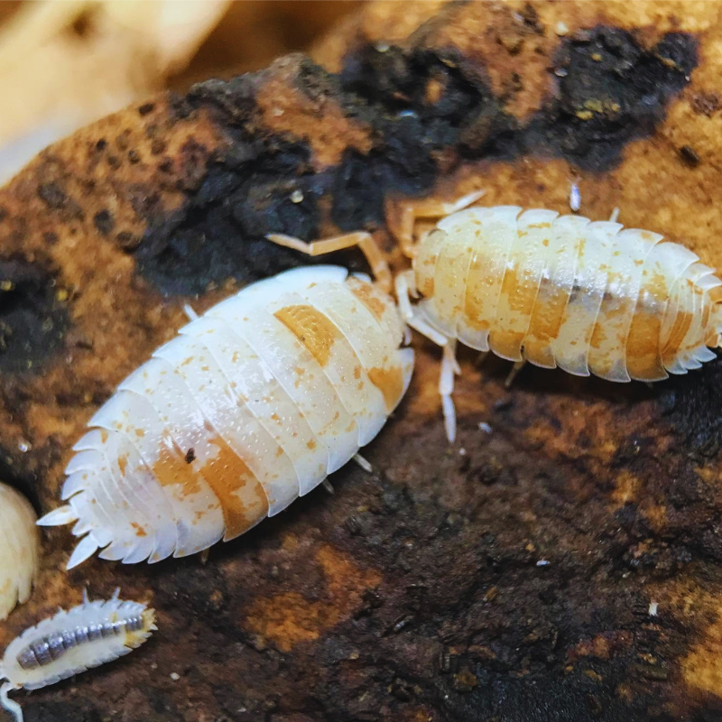 Orange Dalmatian - Porcellio scaber WetRootz