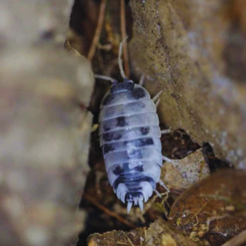 Dairy cow - Porcellio laevis WetRootz