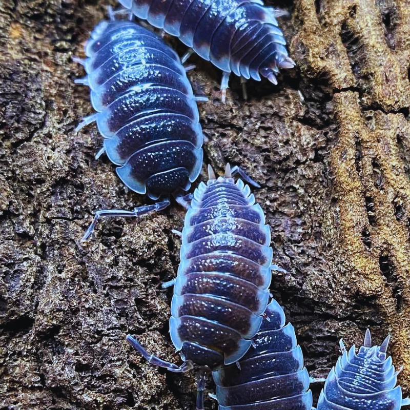 Porcellio sp. Sevilla WetRootz