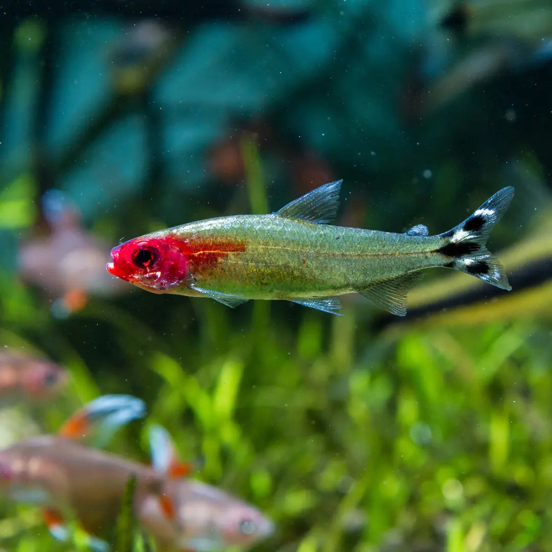 Rummy nose tetra Dee's Aqualife