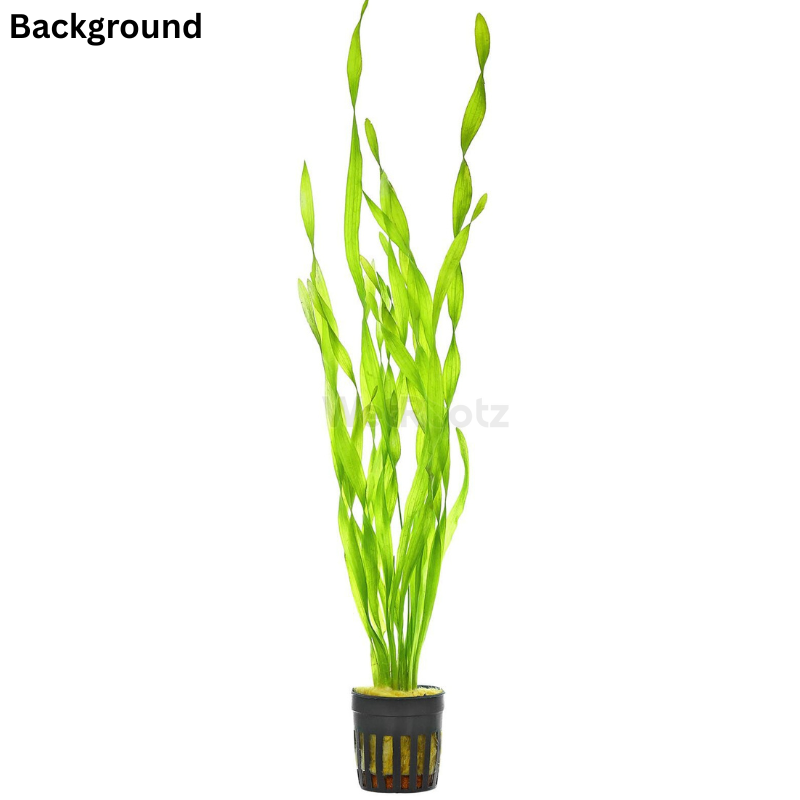 Vallisneria twisted WetRootz