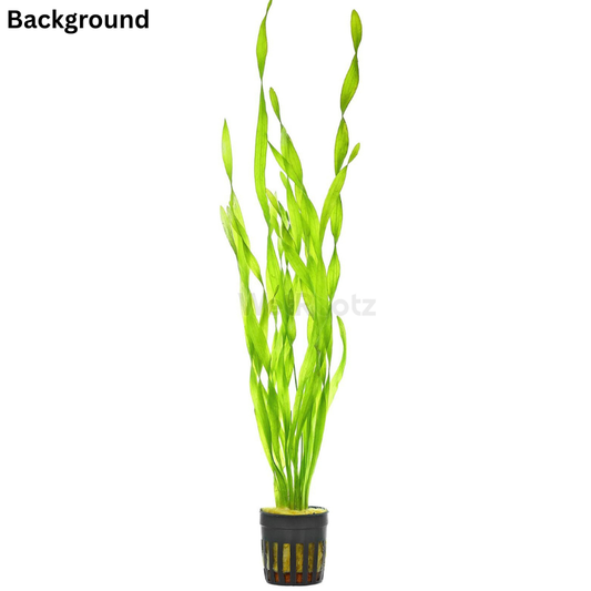 Vallisneria twisted WetRootz