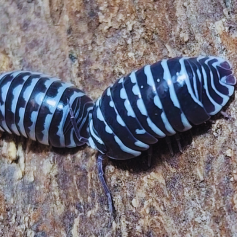Armadillidium maculatum - Zebra WetRootz