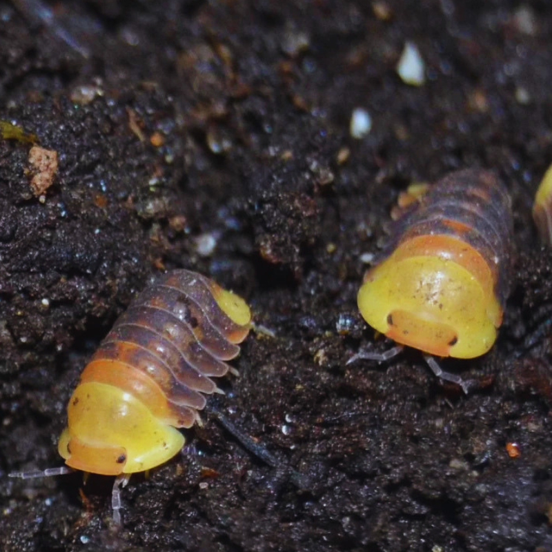 Cubaris sp - Rubber Ducky WetRootz