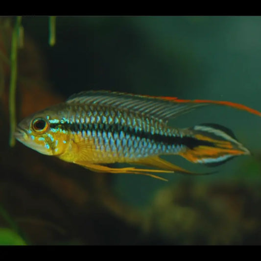 apistogramma agassizii alenquer for sale