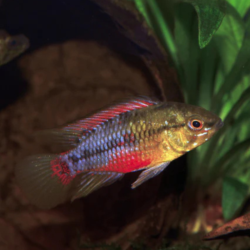 Apistogramma Hongsloi