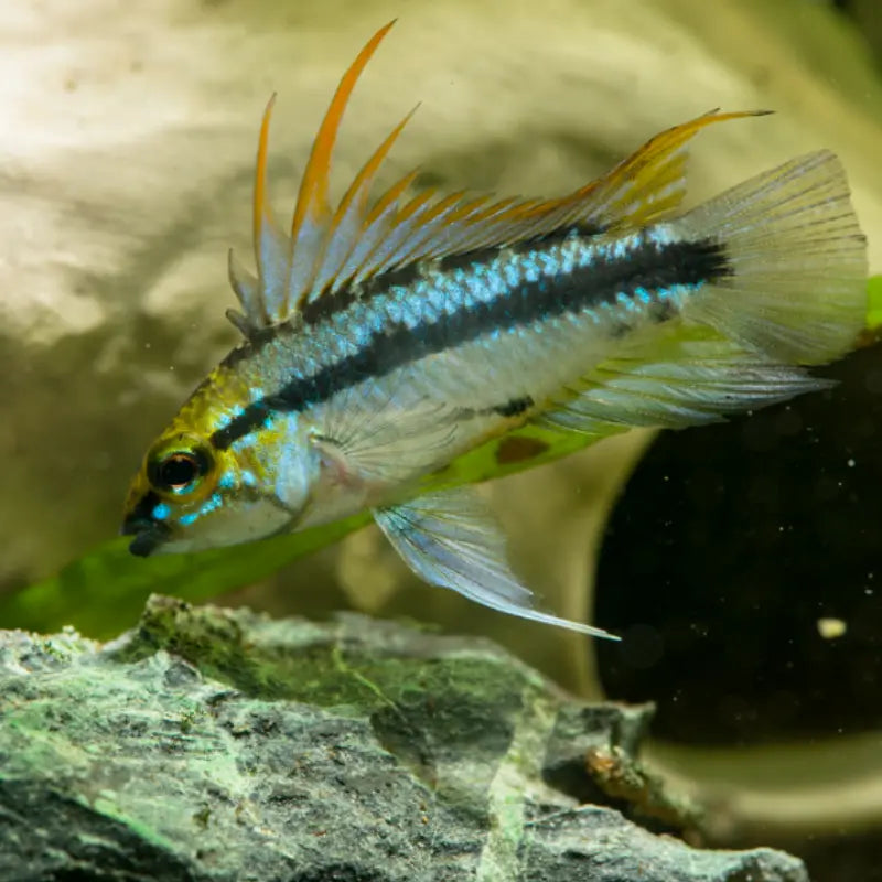 apistogramma trifasciata for sale