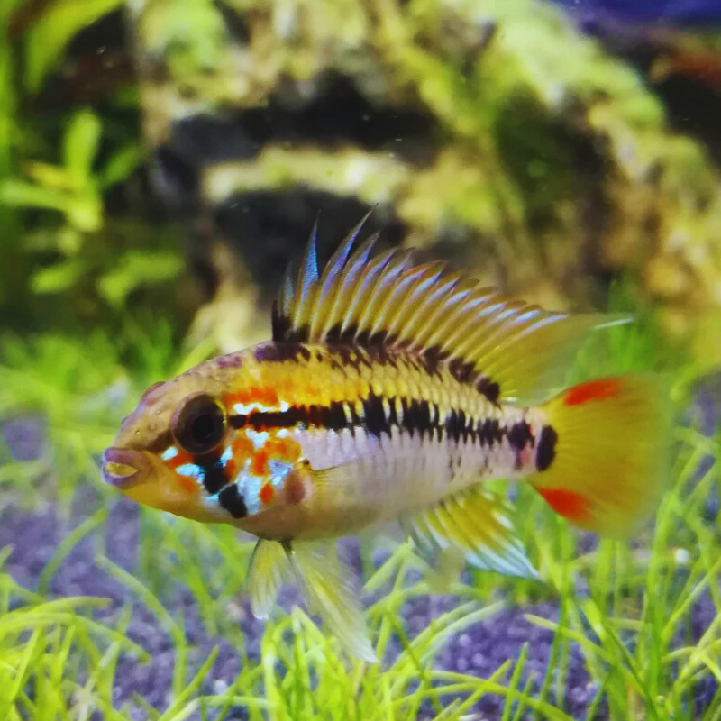 Apistogramma macmasteri