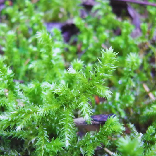 Rhytidiadelphus triquetrus ( cat-tail moss ) WetRootz