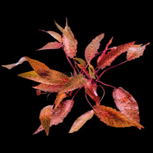 Cryptocoryne nurii WetRootz