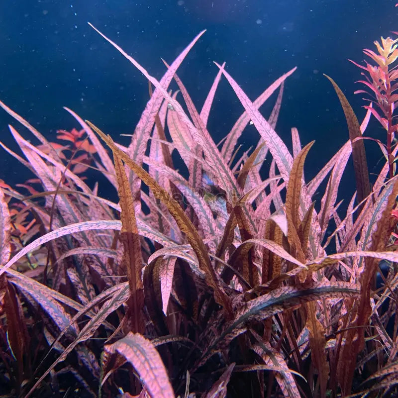Cryptocoryne spiralis Tiger WetRootz