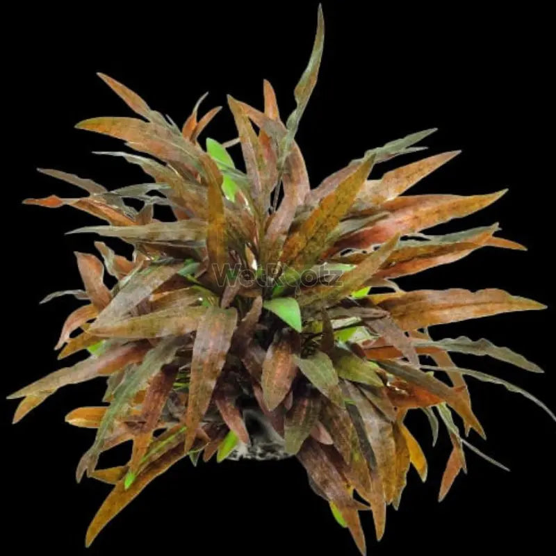 Cryptocoryne wendtii Brown WetRootz