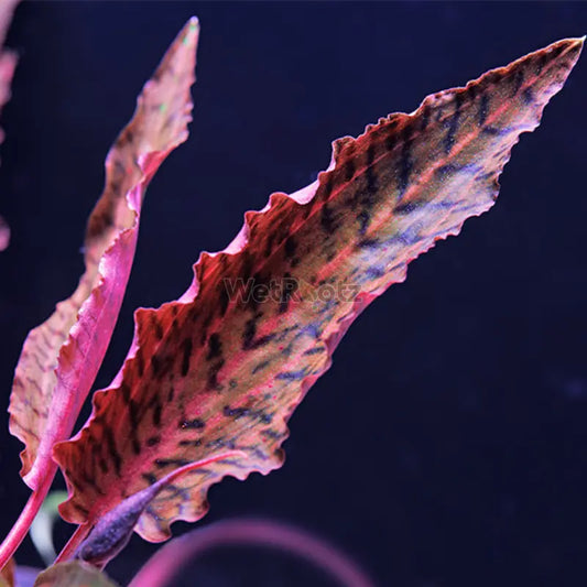 Cryptocoryne nurii WetRootz