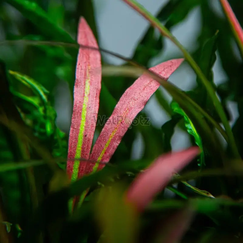 Cryptocoryne spiralis Red WetRootz