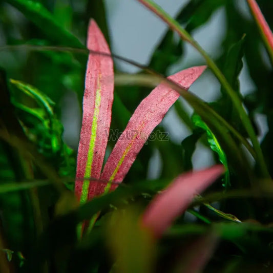 Cryptocoryne spiralis Red WetRootz
