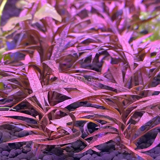 Cryptocoryne spiralis Tiger WetRootz