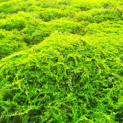 Fern moss WetRootz