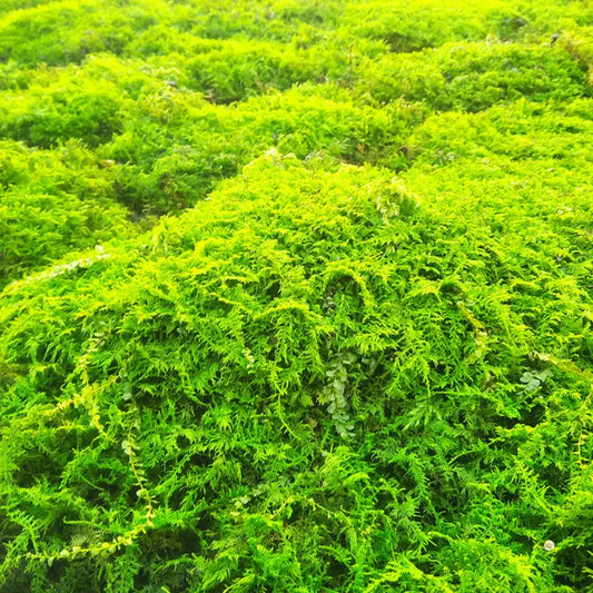 Fern moss WetRootz