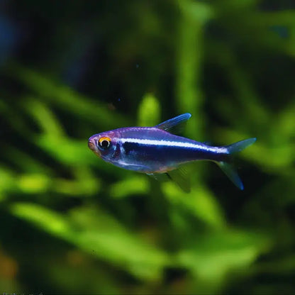 Black Neon Tetra Dee's Aqualife