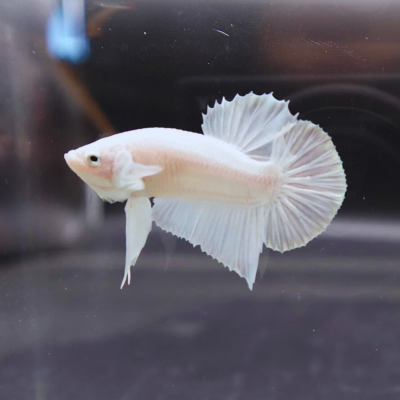 Solid White HMPK betta