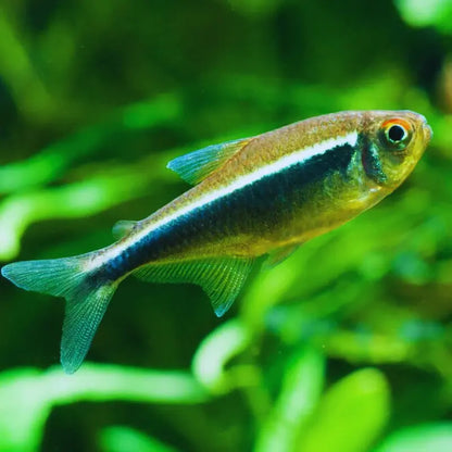 Black Neon Tetra Dee's Aqualife