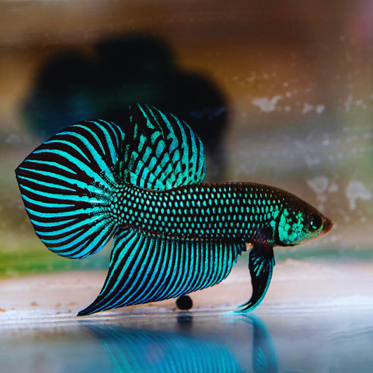 Wild Betta Mahachaiensis ( male )
