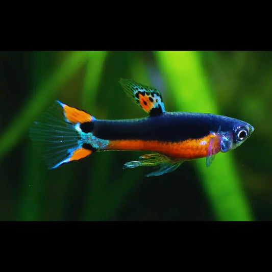 Santa Maria Endler ( male ) Dee's Aqualife