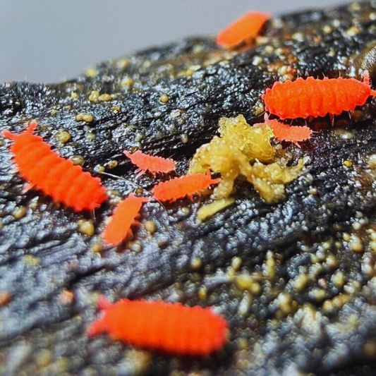 Thai Red Springtails