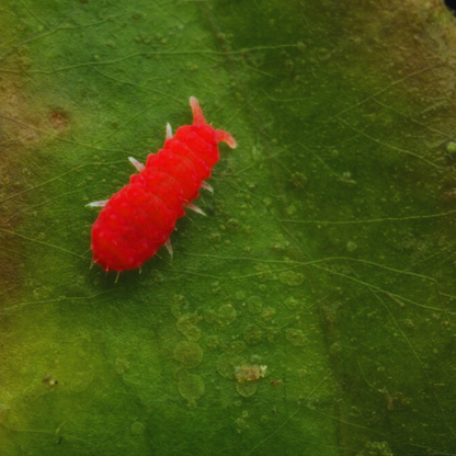 Lobella sp. Thai Red - Red Springtails WetRootz