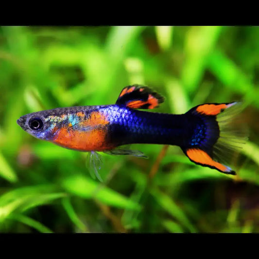 Red Chest Black Flame Endler ( male ) Dee's Aqualife