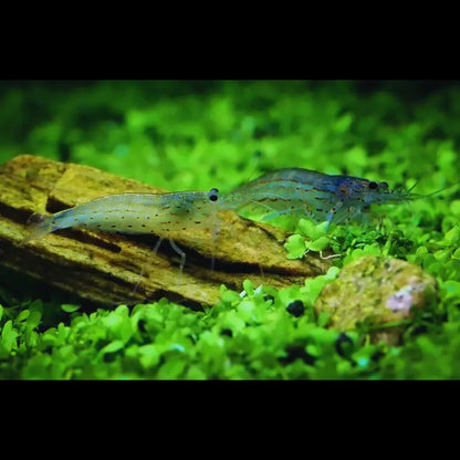 Amano shrimp Dee's Aqualife