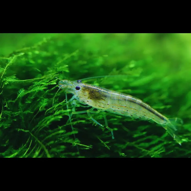 Amano shrimp Dee's Aqualife