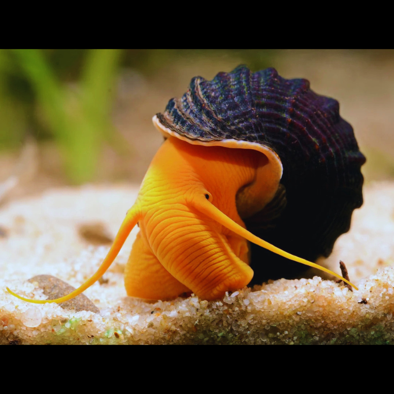 Orange Poso Rabbit Snail WetRootz
