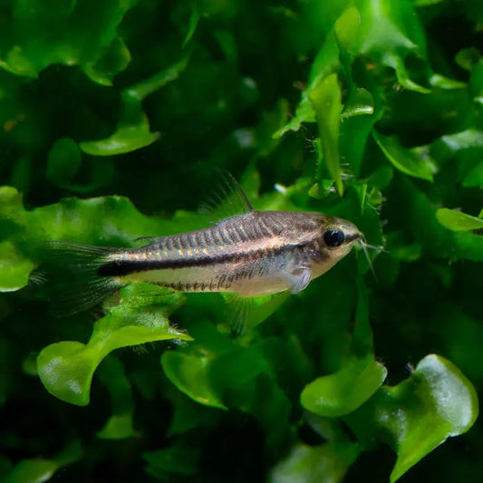 Pygmy corydora Dee's Aqualife