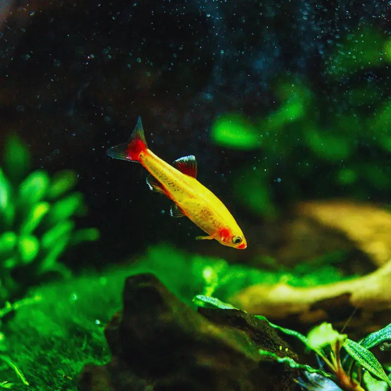 White Cloud Mountain minnow Dee's Aqualife