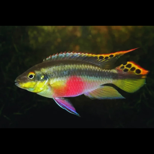 kribensis - pair WetRootz