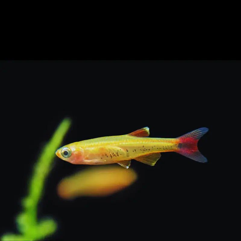 White Cloud Mountain minnow Dee's Aqualife