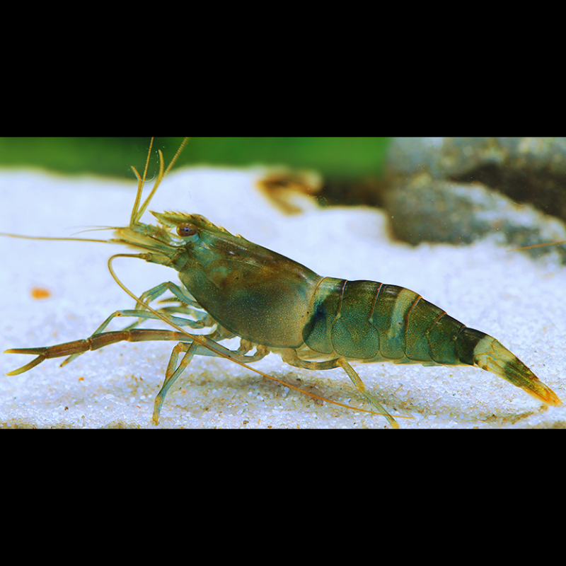 Macrobrachium agwi Candy Shrimp ( Rare ) WetRootz