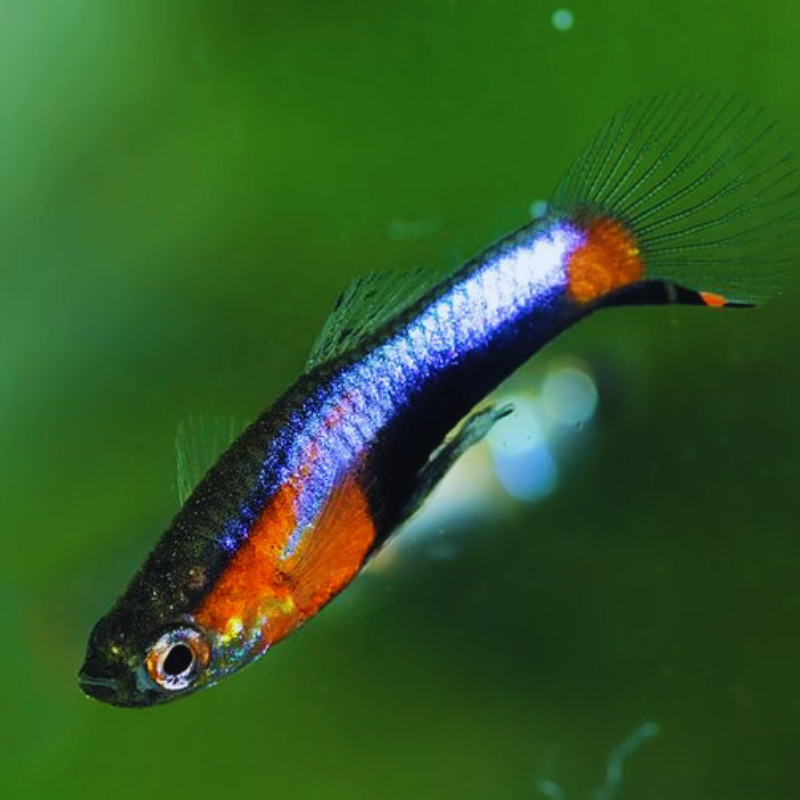 Blue Star Endler (Male) Dee's Aqualife