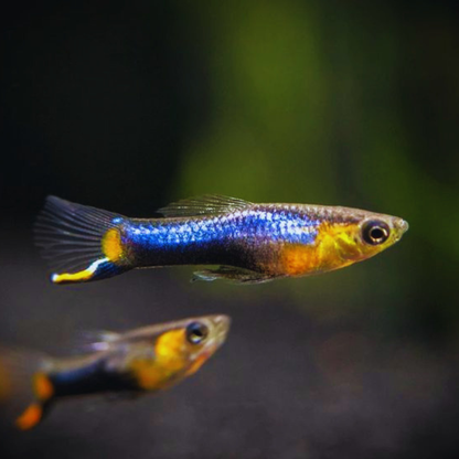 Blue Star Endler (Male) Dee's Aqualife