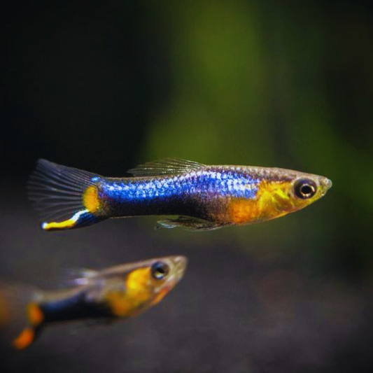 Blue Star Endler (Male) Dee's Aqualife