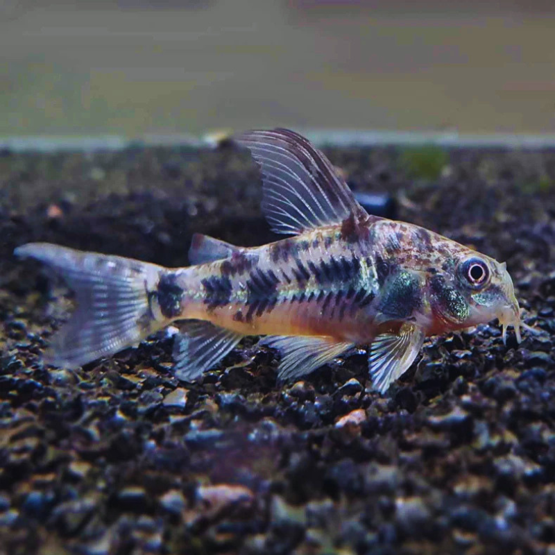 Peppered Cory Dee's Aqualife