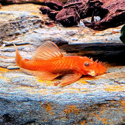 Super Red Bristlenose Pleco Short Fin 1.5-2inch WetRootz