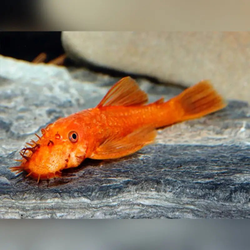 Super Red Bristlenose Pleco Short Fin 1.5-2inch WetRootz