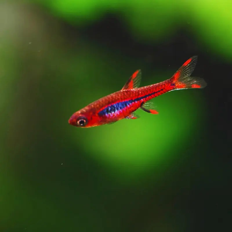 Chili Rasbora "Boraras brigittae" Dee's Aqualife