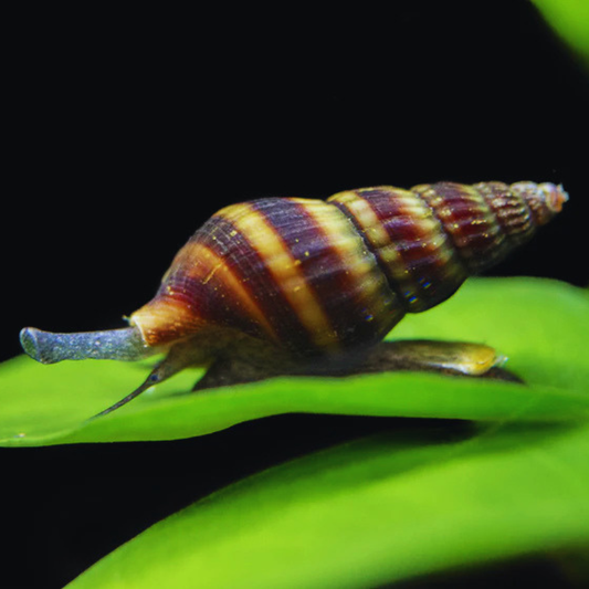 Assasin Snail Dee's Aqualife