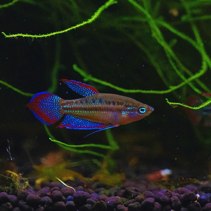 Sparkling Gourami - Pygmy Gourami Dee's Aqualife