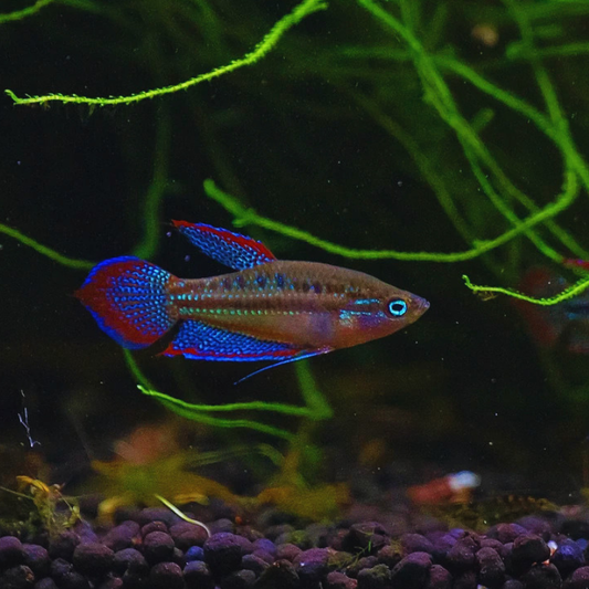 Sparkling Gourami - Pygmy Gourami Dee's Aqualife